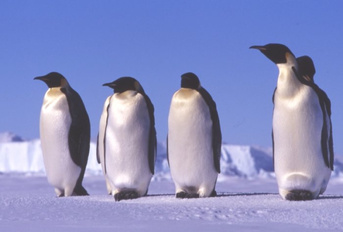 Penguins at Bay of Whales