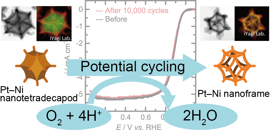 PtNi Nanoframes on N-doped Carbon