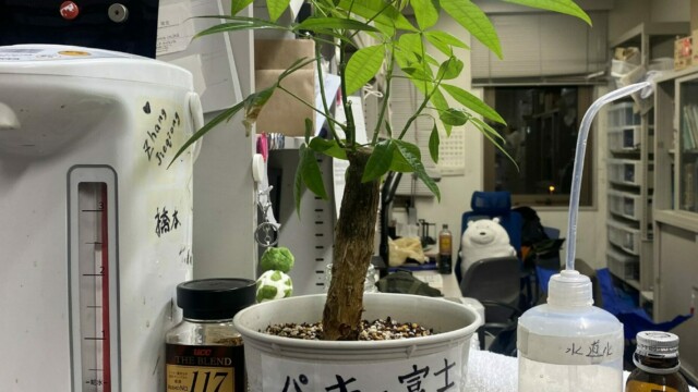 襲名!パキ富士(ぱきのふじ)