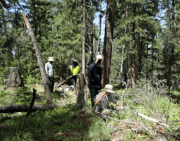 Forest fire site survey